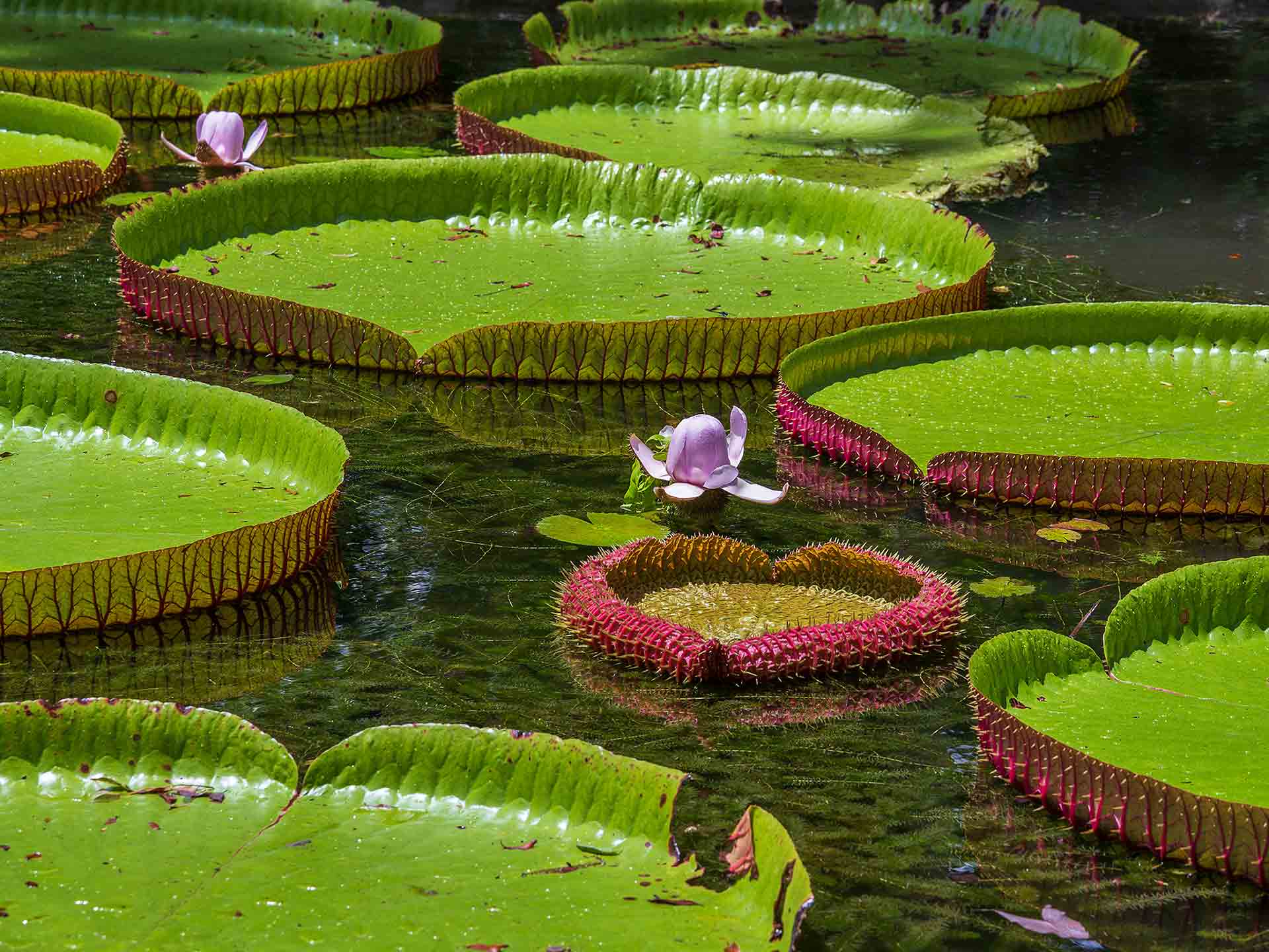 Visite de jardin botanique - Activités aux alentours de Pereybere